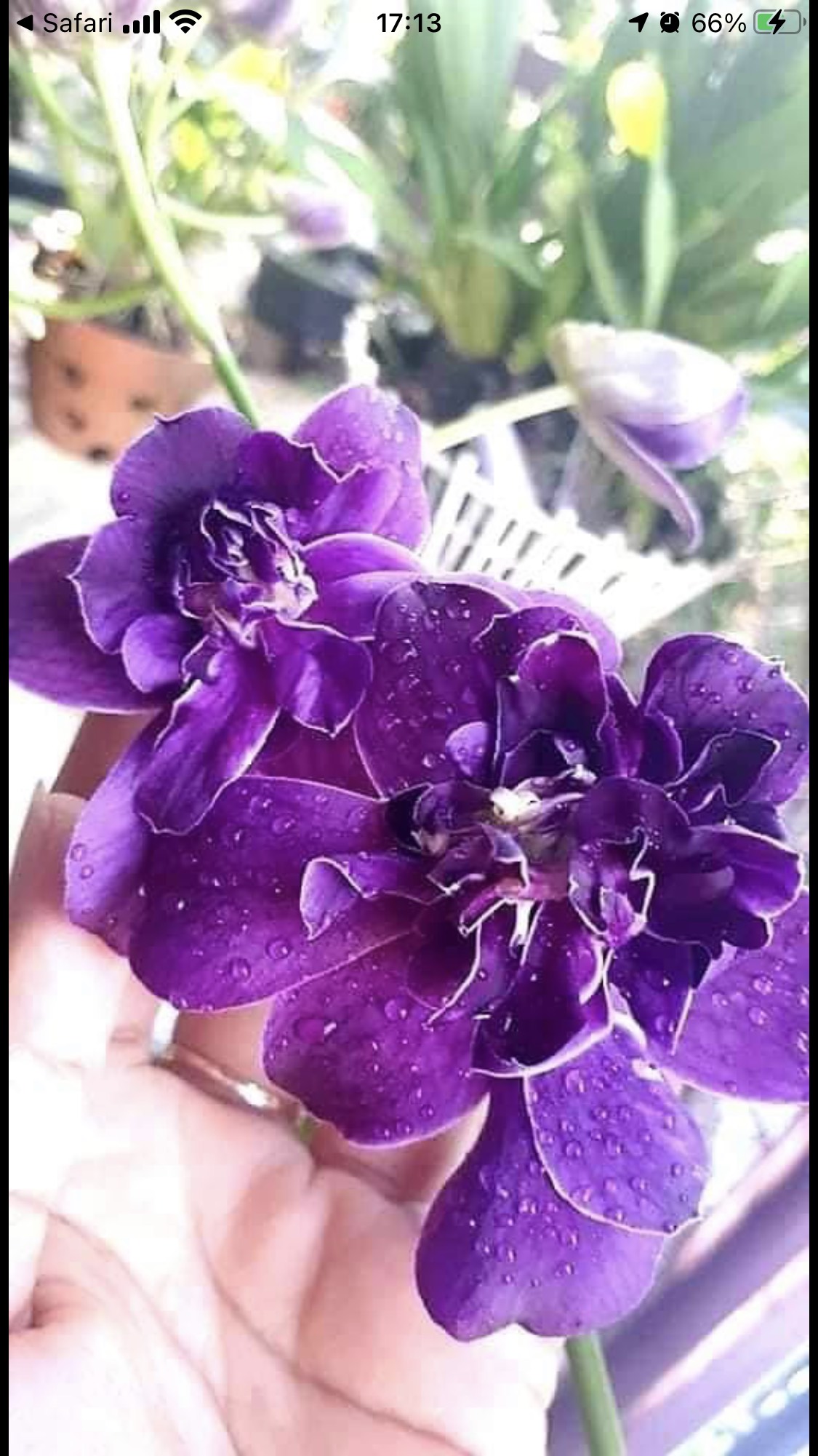 Dendro Hoa Hồng Tím