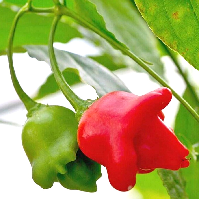 50H - #Hạt_Giống_Ớt_Hoa_Hồng ( tặng kèm kích mầm và phân bón )