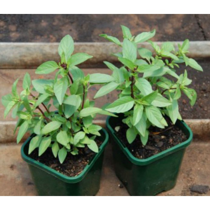 Hạt Giống Húng Quế gói 10g
