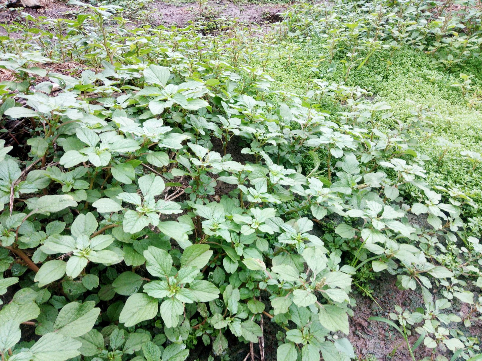 Hạt giống Rau dền cơm (Gói 10gram)