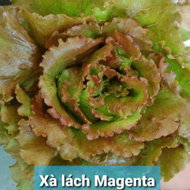 Gói 50 hạt giống xà lách romaine chịu nhiệt cánh sen