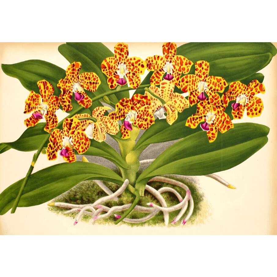 Hoa Lan cẩm báo