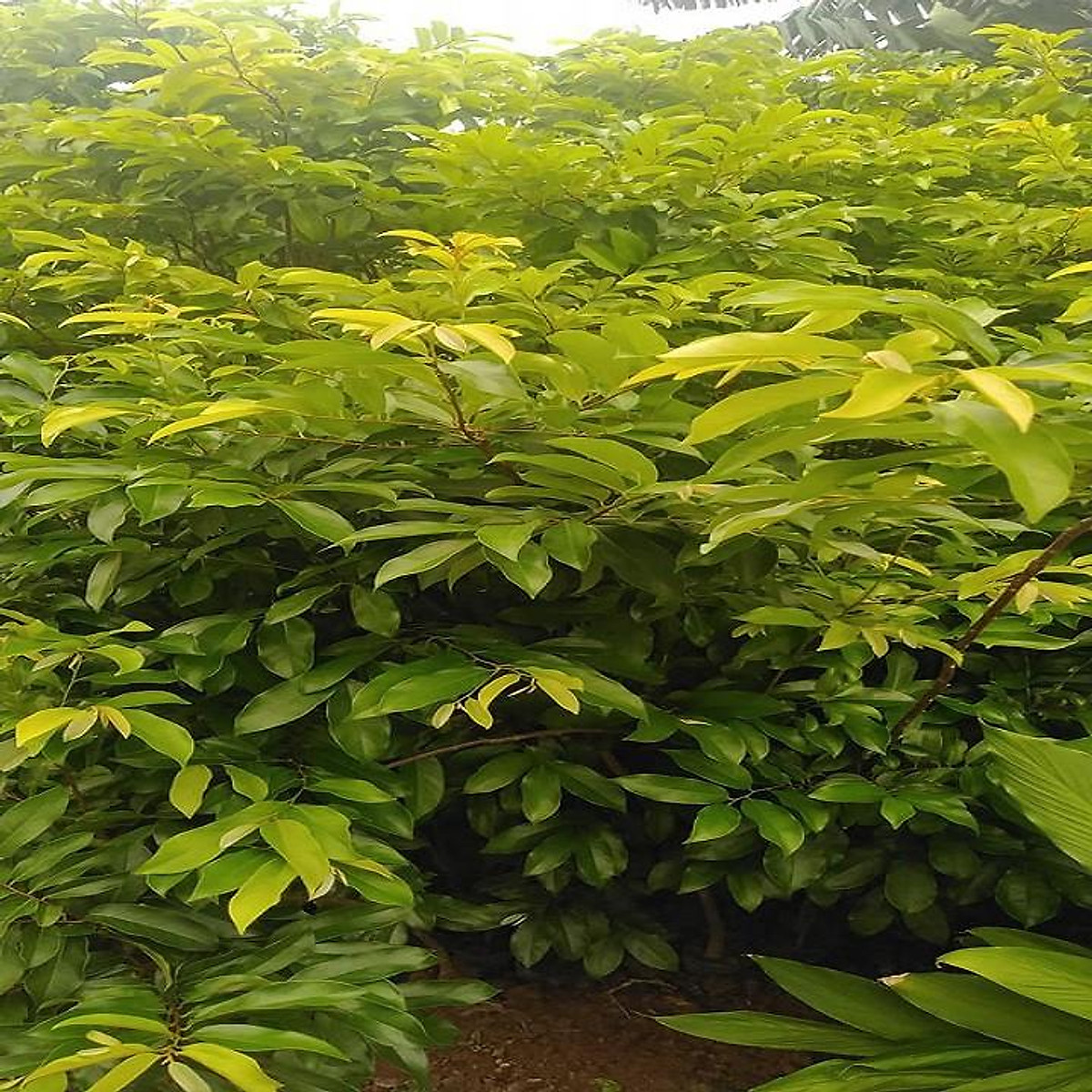 cây thị giống cao 50cm cho trái thơm cả vườn