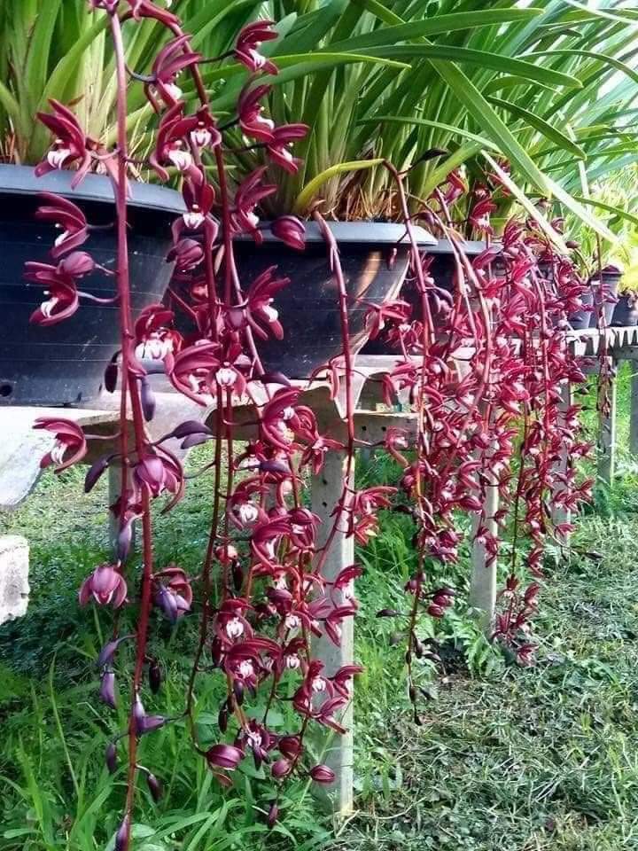 Hoa lan kiếm đỏ nguyên chậu