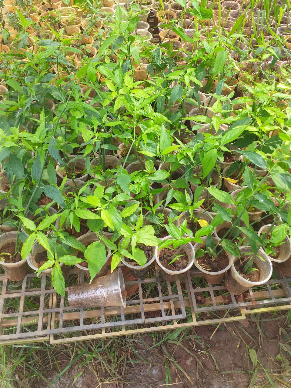 Cây xương khỉ