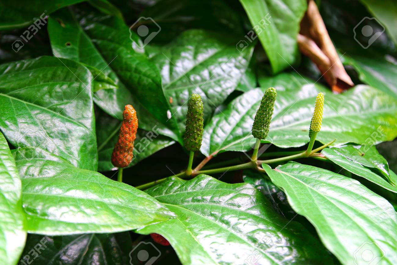 Tiêu Lốt Tươi Hữu Cơ