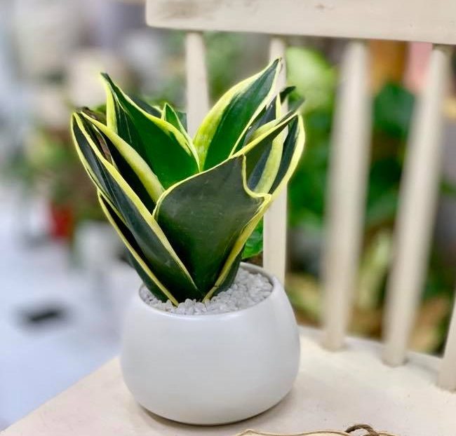 Cây Lưỡi Hổ Búp Sen - Cây cảnh mini để bàn
