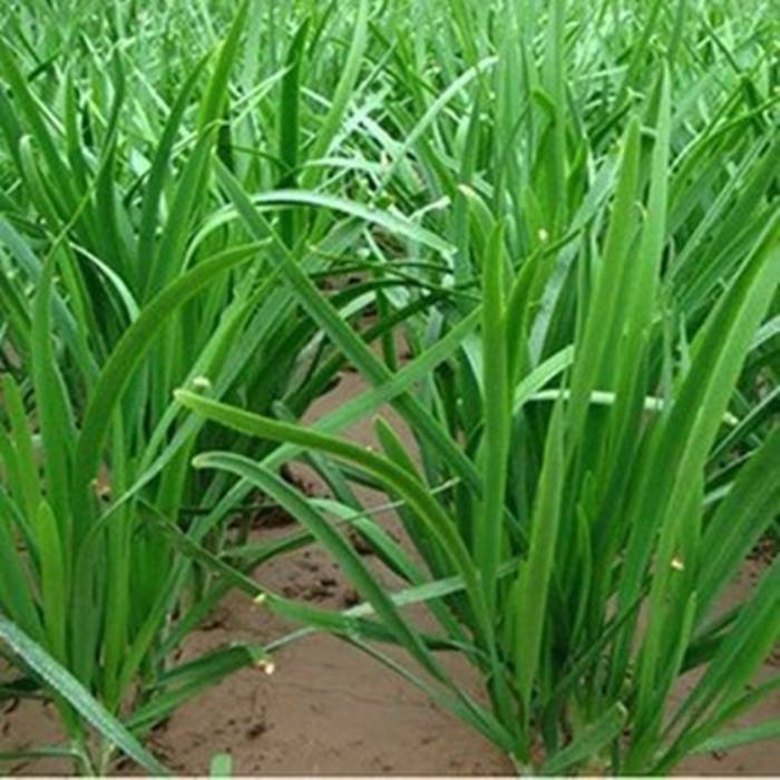HẠT GIỐNG CÂY HẸ XANH