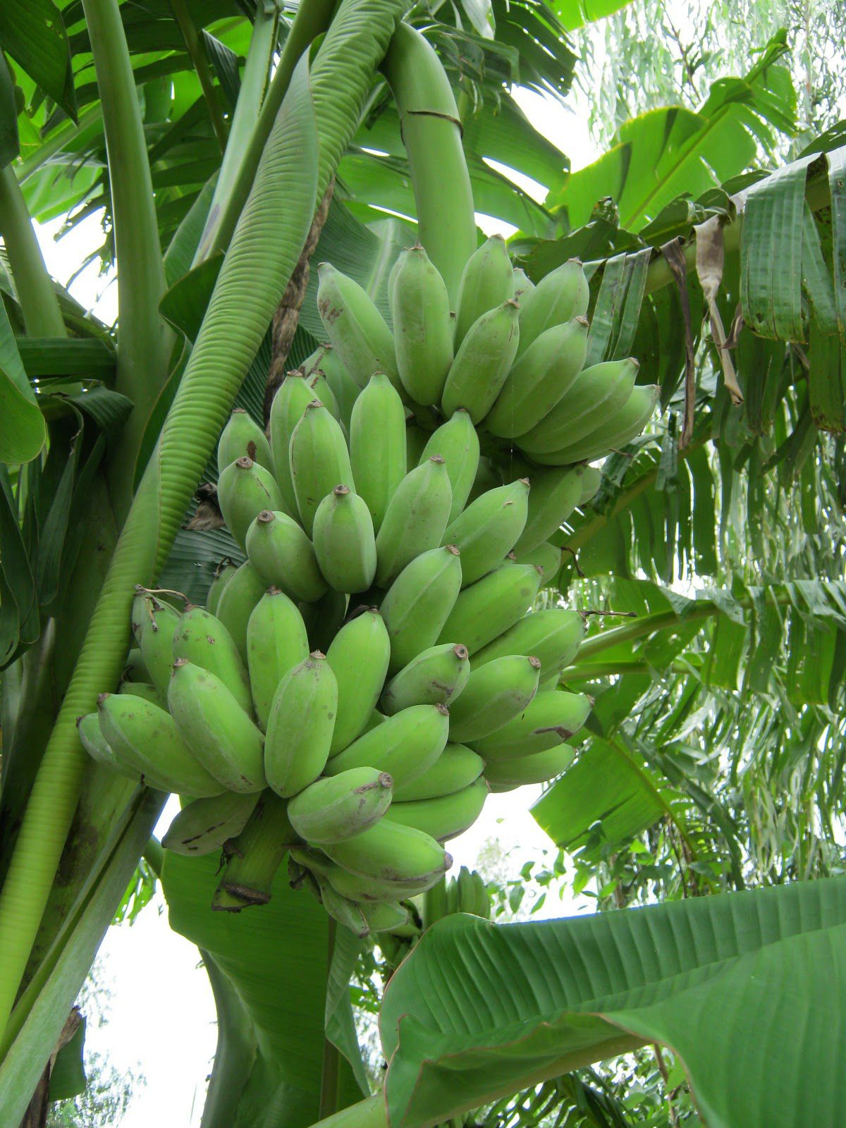 CÂY CHUỐI SỨ GIỐNG