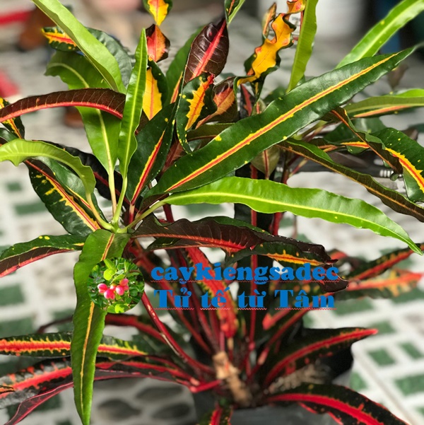 Cây gia huy+ tặng phân bón cho cây khỏe