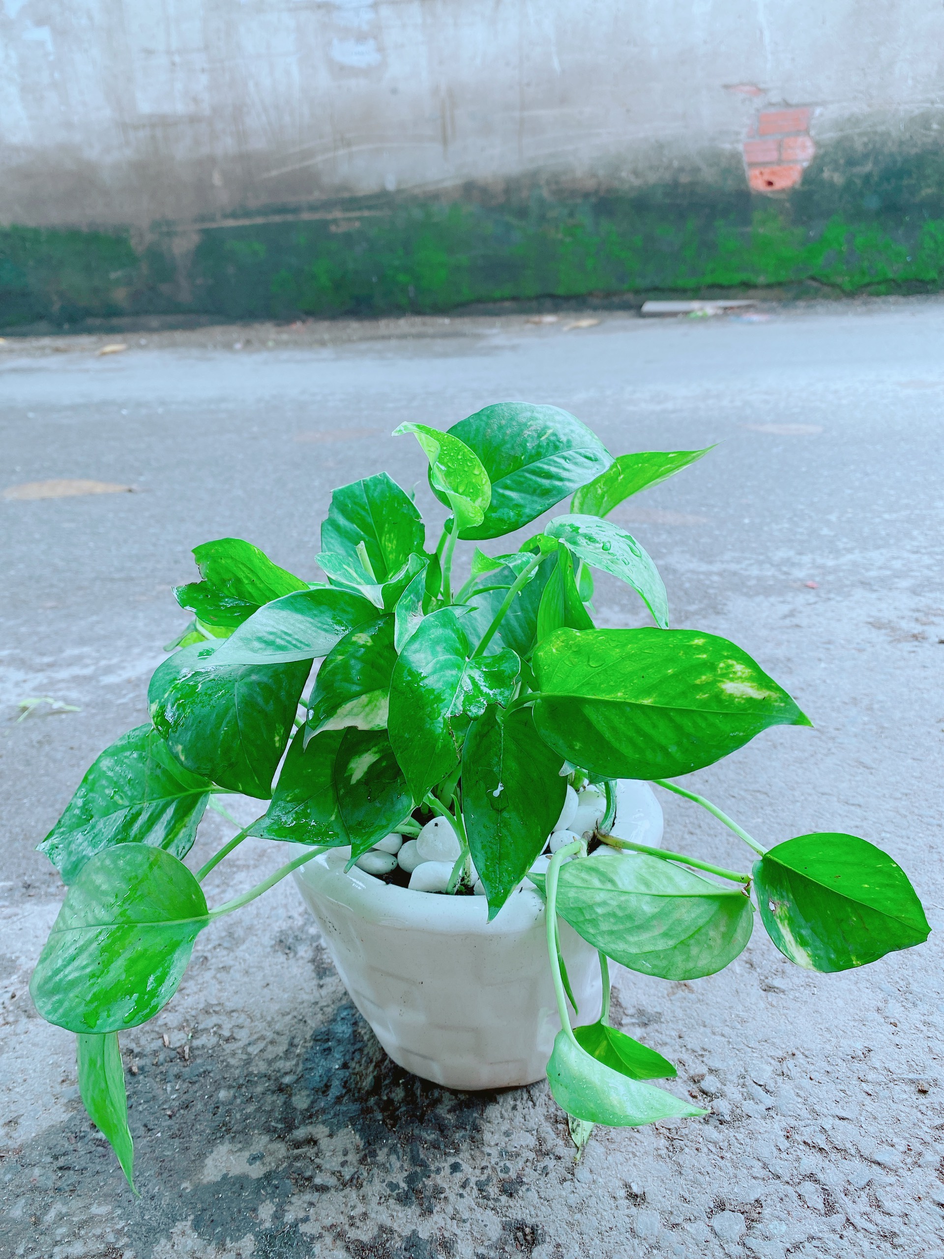 Chậu Trầu Bà Size Đại