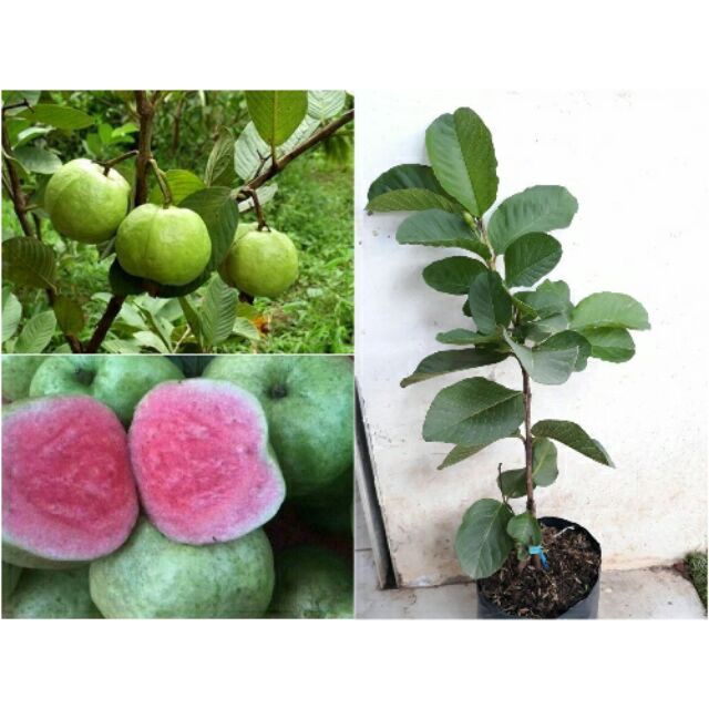 Cây Giống ổi Ruby Siêu Sớm (3 Tháng Cho Trái)