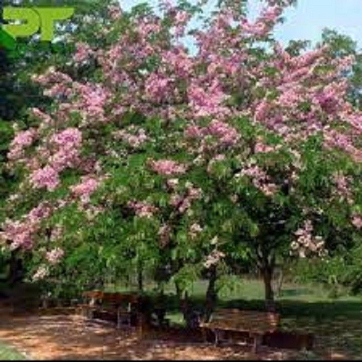 Cây giống muồng hoa đào - hoa siêu đẹp f1