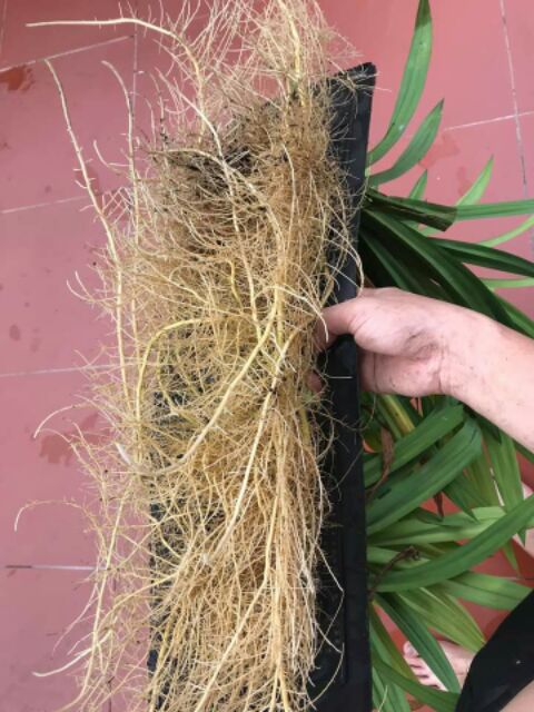 cây dứa nếp giống (cây lá dứa, cây lá thơm)