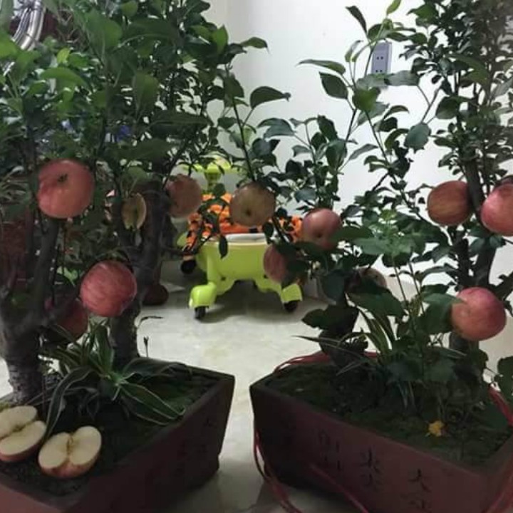 Hạt Giống Táo Đỏ Lùn - 10 Hạt