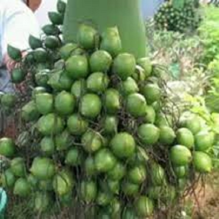 CÂY GIỐNG CAU LÙN TỨ QUÝ SIÊU QUẢ