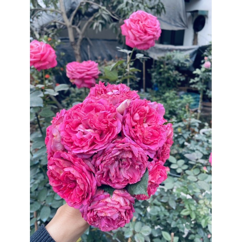 Hoa Hồng ngoại lafont Siêu Thơm- bầu to cây lớn trưởng thành