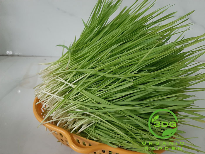 1KG HẠT GIỐNG CỎ LÚA MÌ ITALY hạt trắng