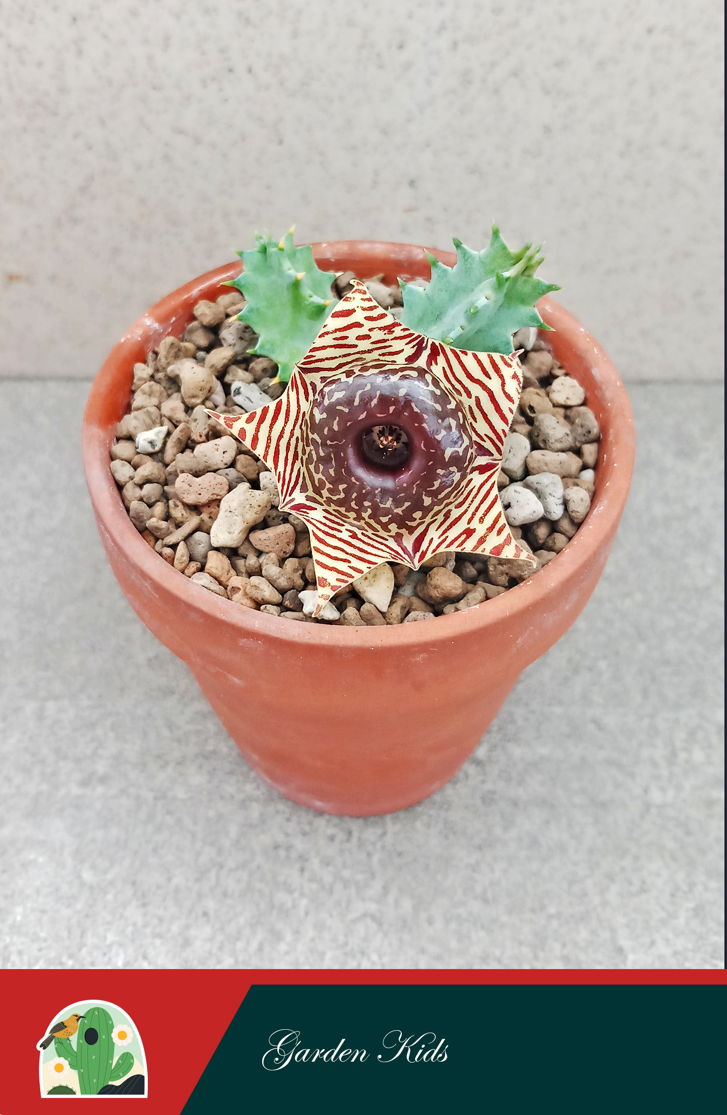 Xương rồng sao biển hoa sọc vằn (Zebrina Magniflora)