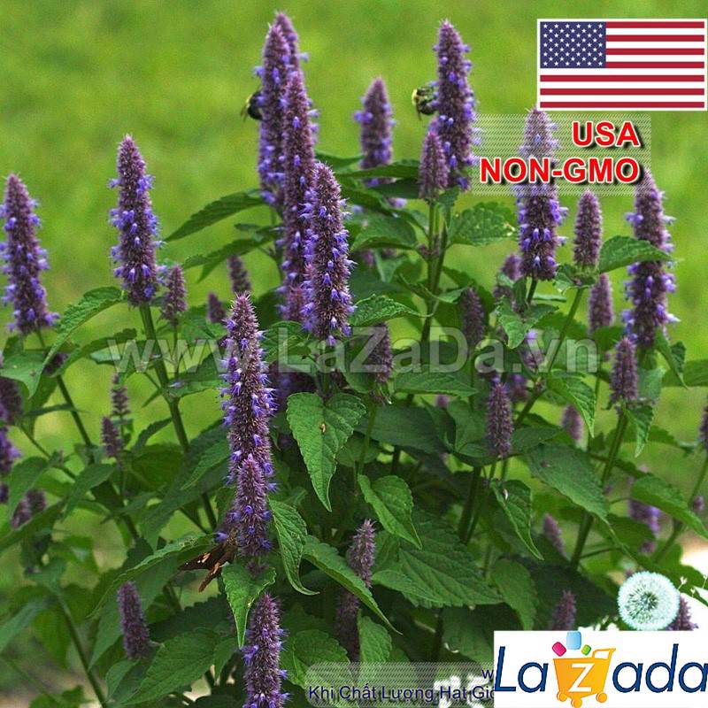 1GR 650.HAT Hạt Giống Bài Hương Hyssop (| C26*W43*M207)