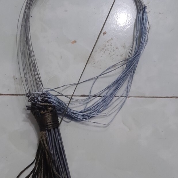 Giò bẫy gà rừng chân thép: