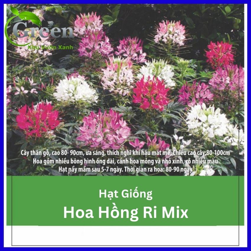 Hạt Giống Hoa Hồng Ri Nhiều Màu Mix