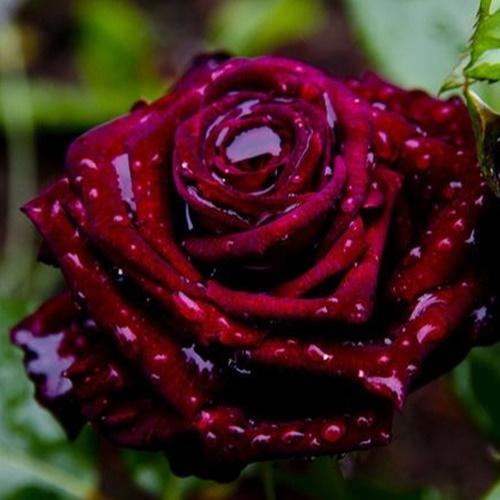 Hạt Giống Hoa Hồng Nhung Tím F1. Túi 10 Hạt Loại Dễ Trồng