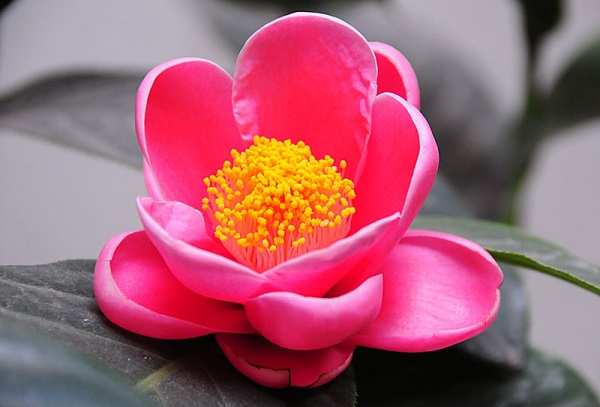 cây giống HOA HẢI ĐƯỜNG ĐỎ KÉP
