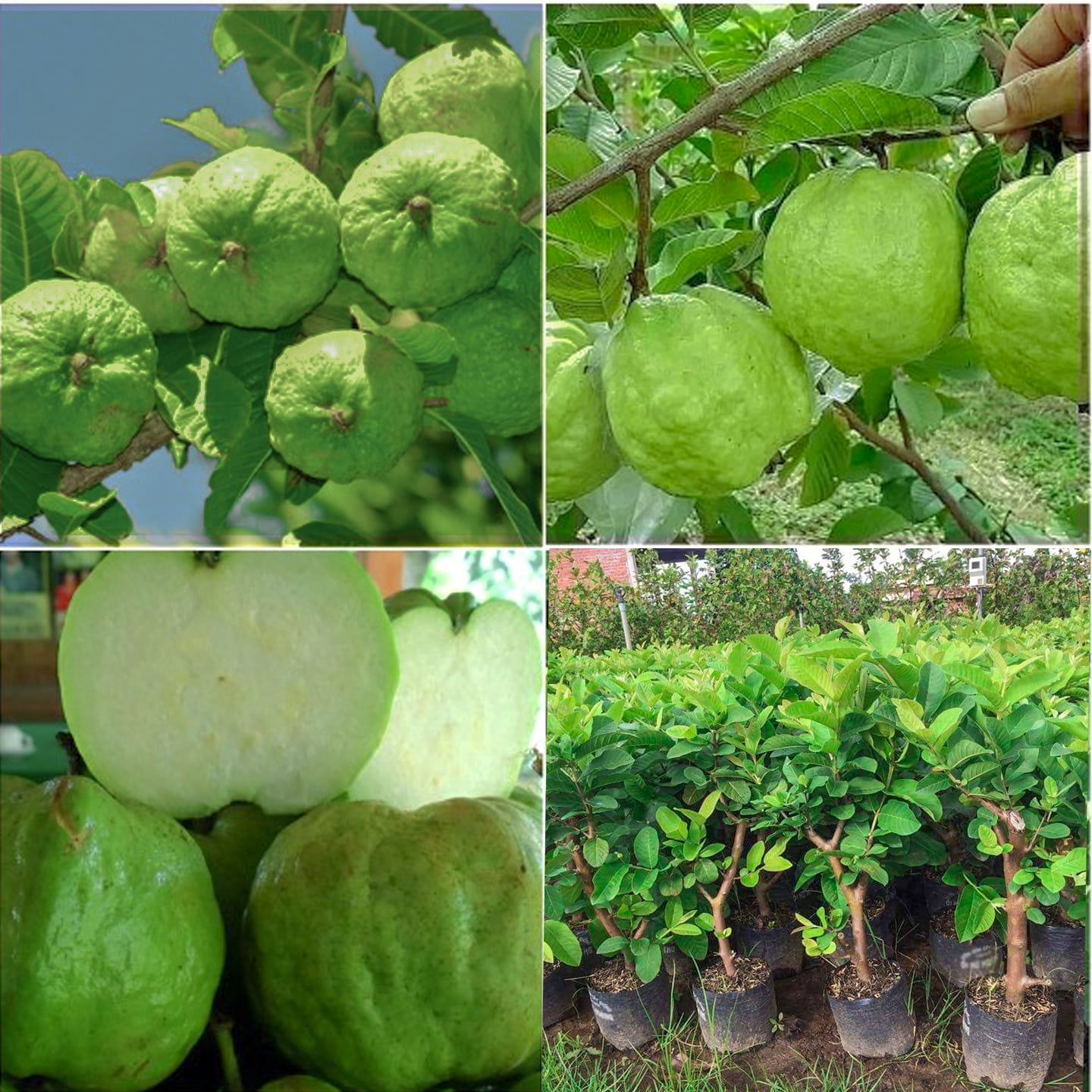 CÂY GIỐNG ỔI LÙN KHÔNG HẠT