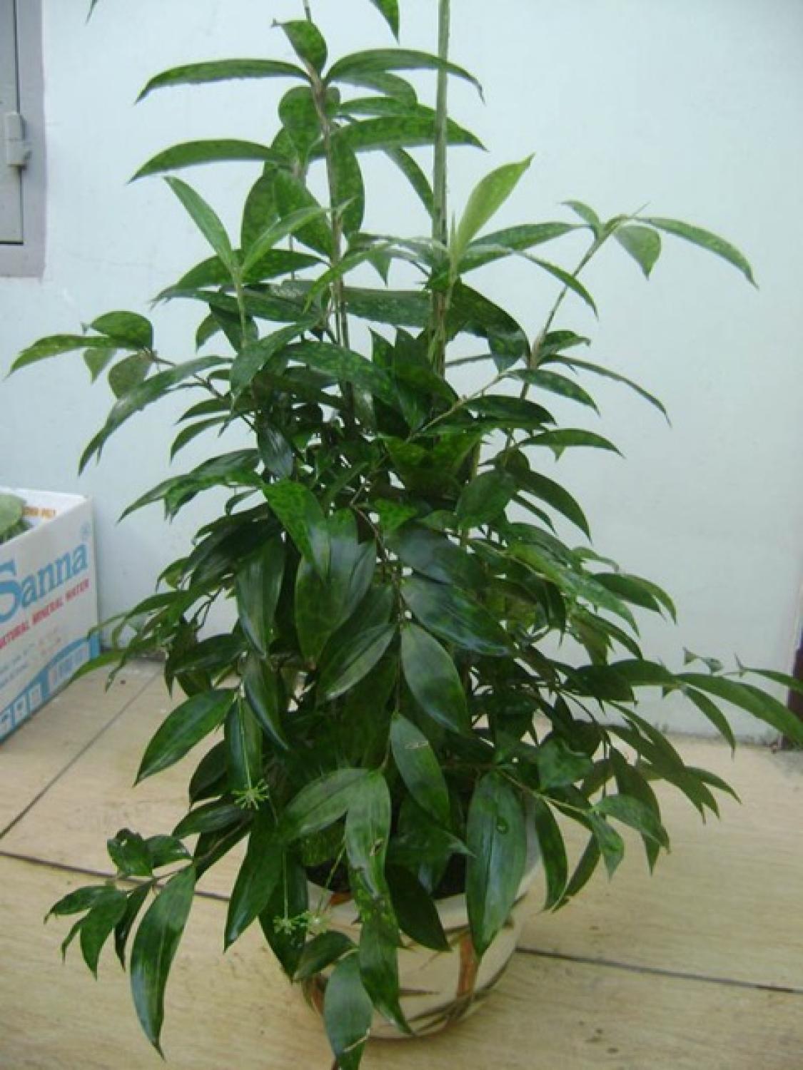 Cây trúc nhật cây con - ship 7 ngày