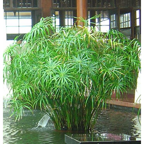 Cây thuỷ trúc thuỷ sinh (Ảnh thật số 2)