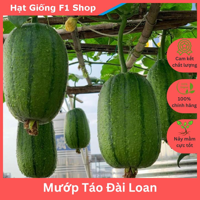 Hạt Giống Mướp Táo Đài Loan Ngọt Dẻo (5H) (211.F1)