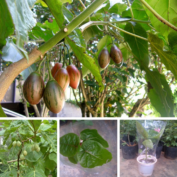 cây giống cây cà chua thân gỗ