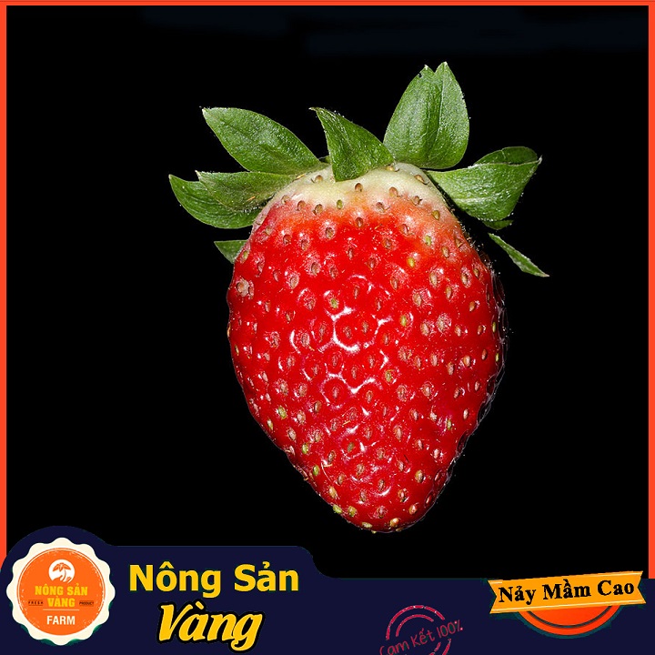 Heat-resistant red strawberry seeds grow into dust wrong fruits succulents sweet sour flavor (pack of 100 seeds)-shallow yellow