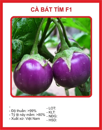 "Gói 0,5gram " Hạt giống cà bát tím cao sản