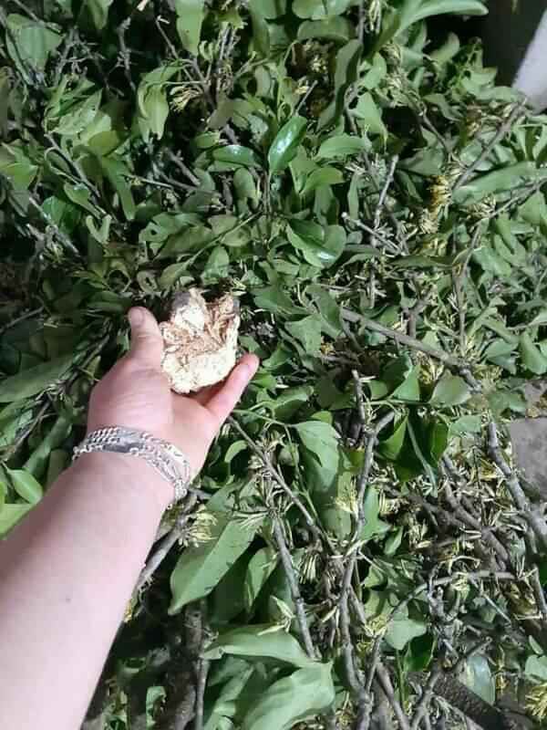CÂY TẦM GỬI GẠO 1KG