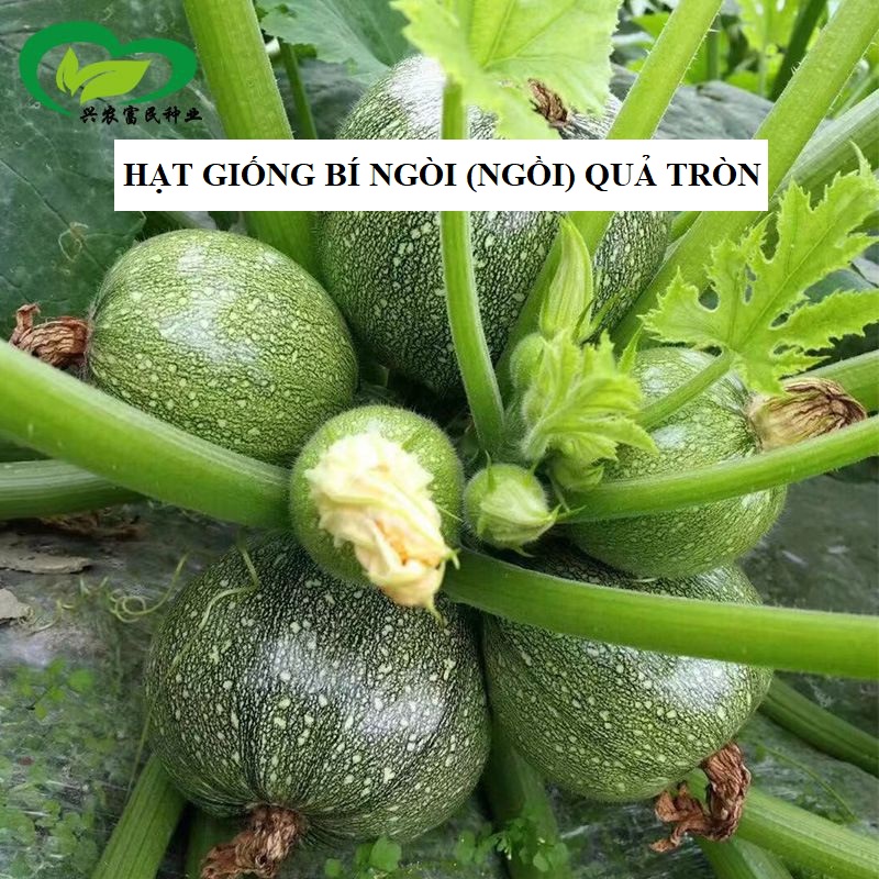 Hạt Giống Bí Ngòi Tròn Xanh Chịu Nhiệt - 2gram ( 15 hạt )