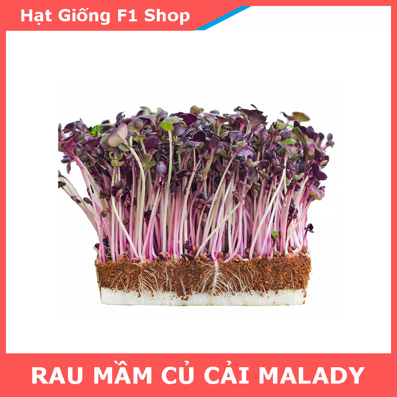 Hạt Giống Rau Mầm Củ Cải MALADY Thơm Ngon