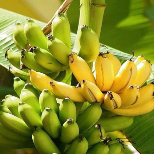 Cây chuối cau giống mẵn, giống lùn, mau trái- Hoa kiểng Nguyễn Lộc