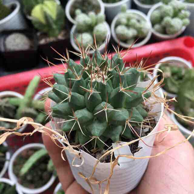 [HCM]Xương Rồng Gai Sầu Riêng