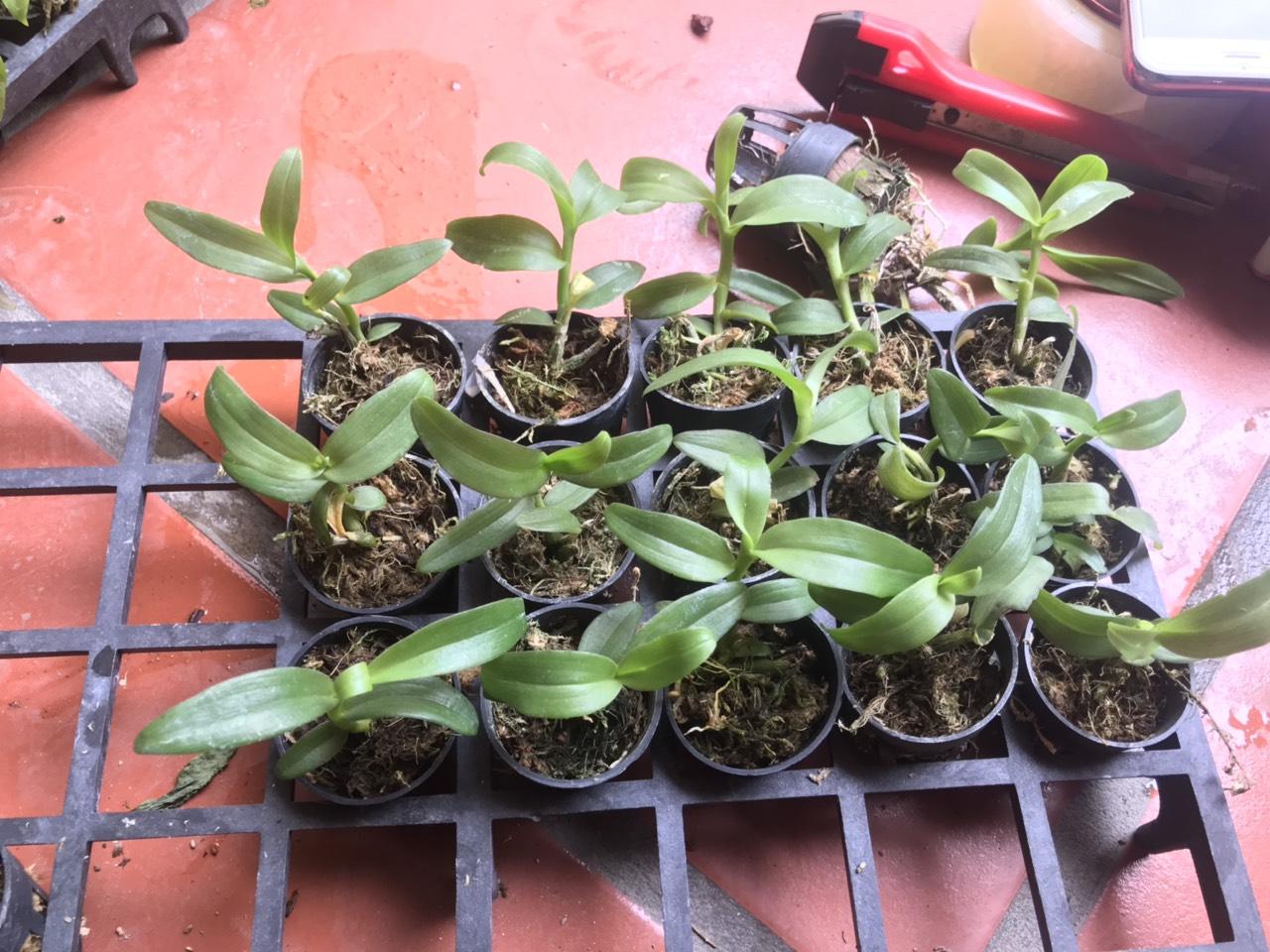 Dã hạc Hồng mỹ nhân giống cốc 1-2 thân