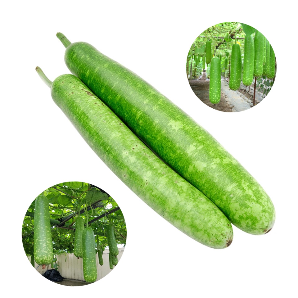 10H - #Hạt_Giống_Bầu_Sao_Dài_Ngắn ( tặng kèm kích mầm và phân bón )