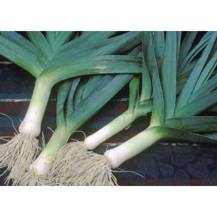 Hạt giống tỏi tây -1gr