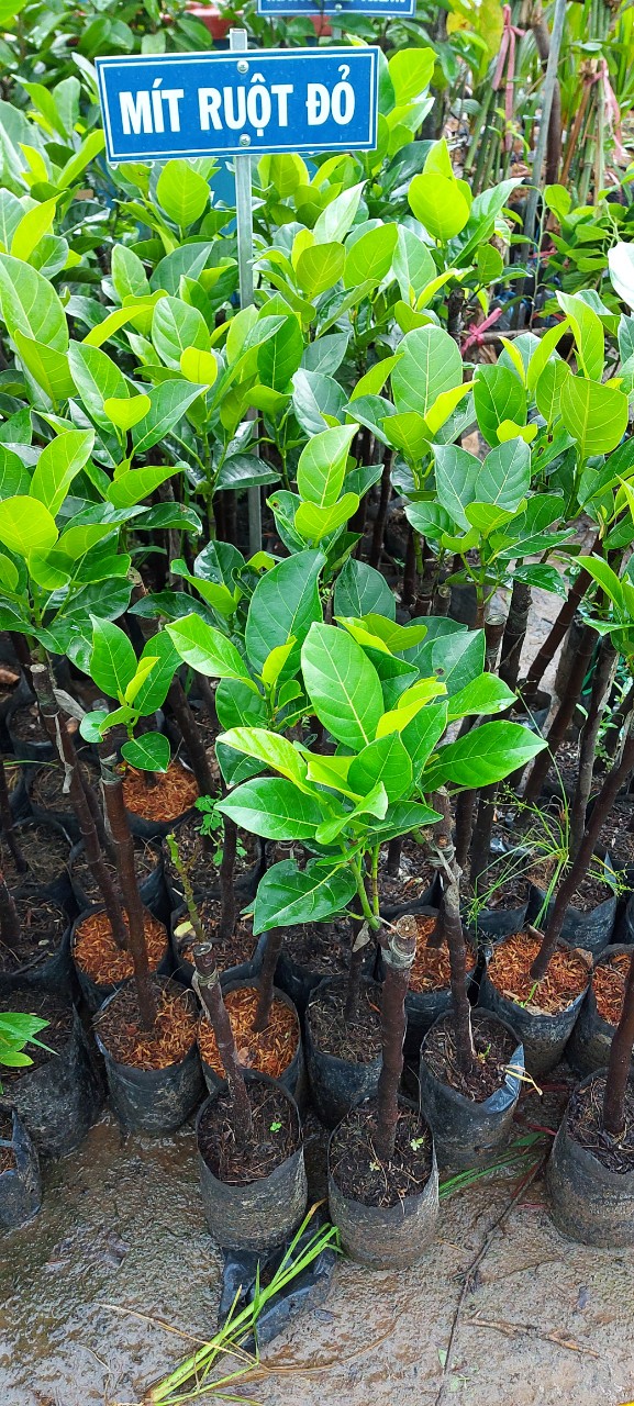 Cây giống mít ruột đỏ dòng cây cho trái sớm- Hoa kiểng Nguyễn Lộc- Cây giống chất lượng cao