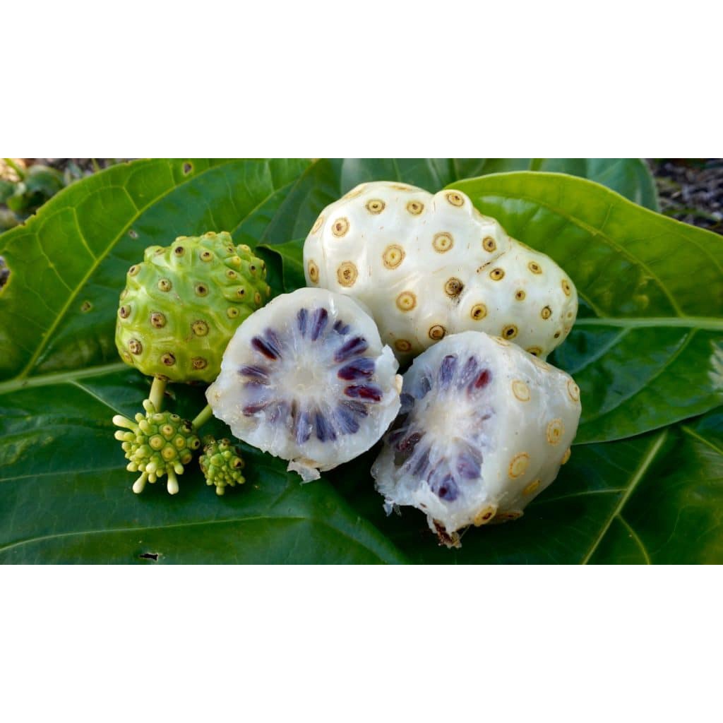cây giống trái nhàu trắng