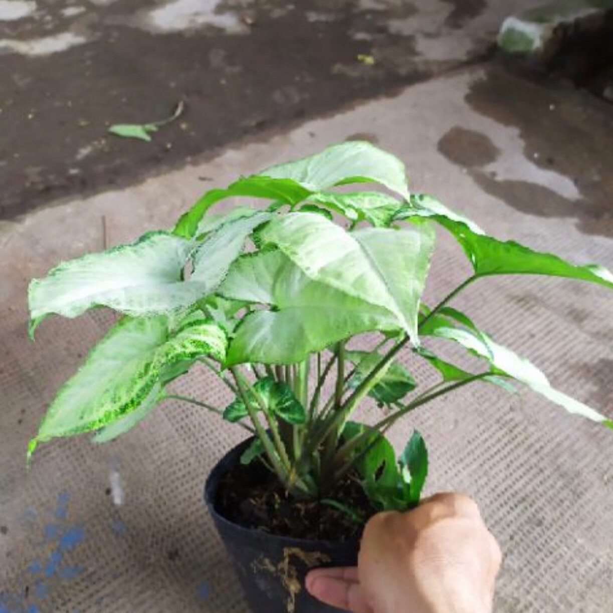 Trầu bà trắng ( trầu bà tróc bạc)+ tặng phân bón cho cây mau lớn