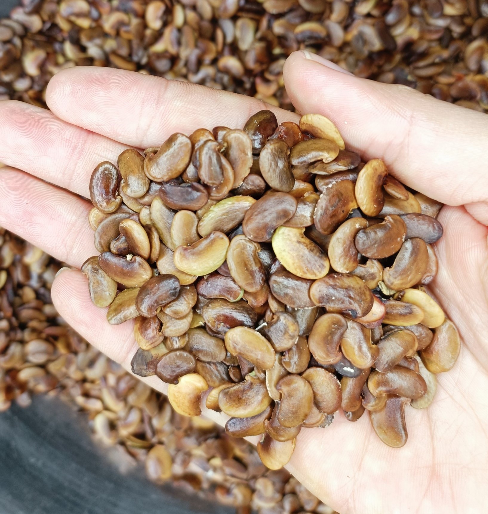 50 gram hạt giống sưa đỏ, huỳnh đàn