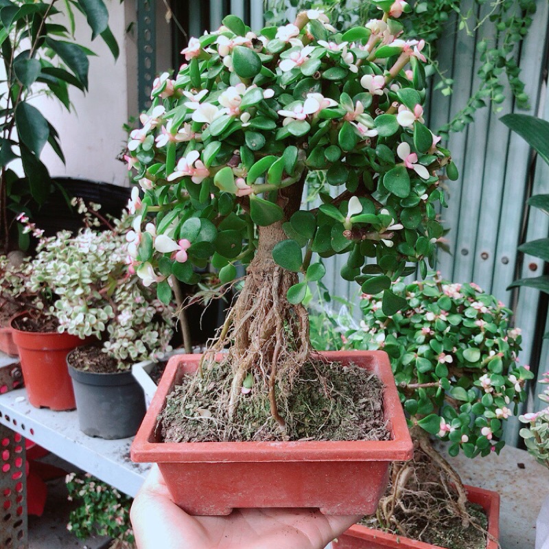 Cây Cành Vàng Lá Ngọc Dáng Cổ Thụ
