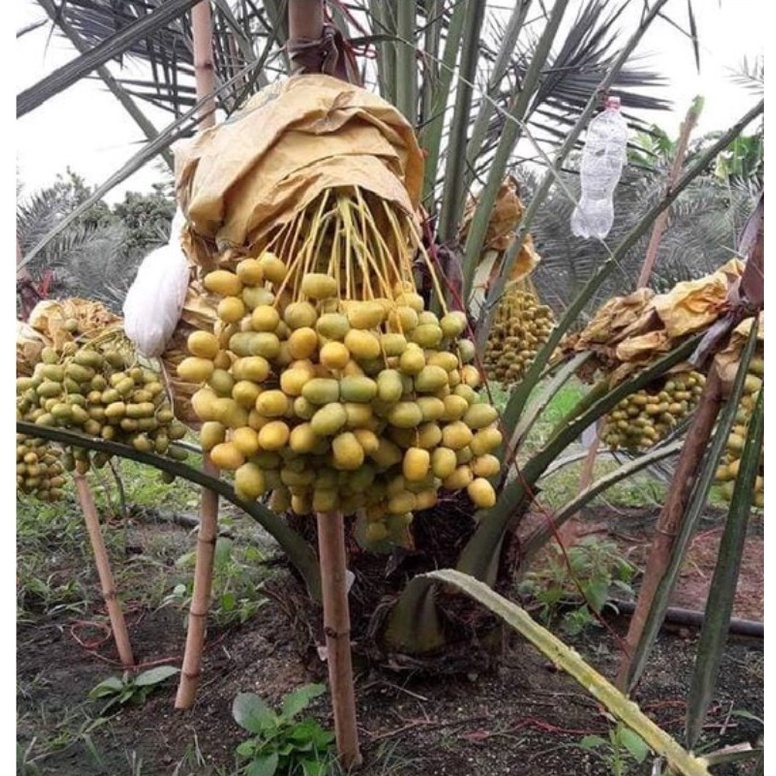 Cây giống chà là trung đông (Cây khỏe đẹp, được kiểm tra cây)
