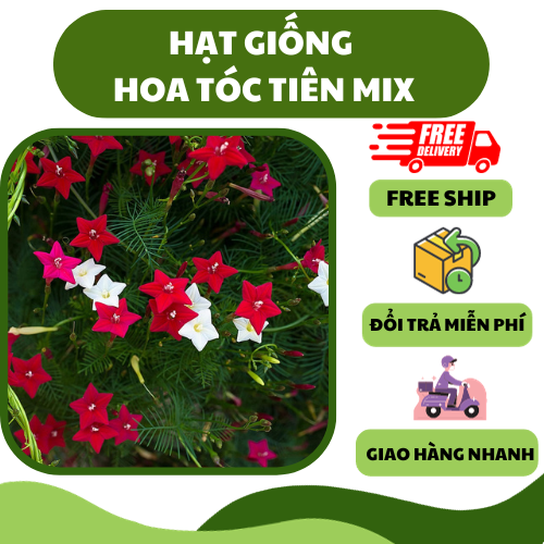 Hạt giống hoa tóc tiên dây leo nhiều màu - hoa trồng chậu, trồng sân vườn